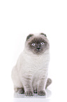 junge Scottish Fold