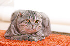 junge Scottish Fold