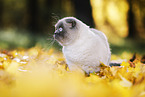 stehende Scottish Fold