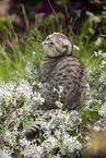 sitzende Scottish Fold