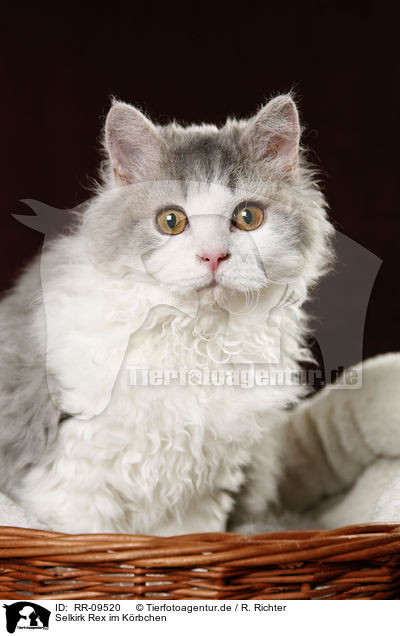 Selkirk Rex im Krbchen / Selkirk Rex in basket / RR-09520