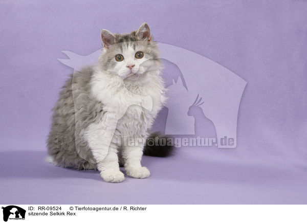 sitzende Selkirk Rex / RR-09524