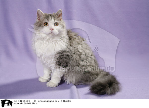 sitzende Selkirk Rex / sitting Selkirk Rex / RR-09530