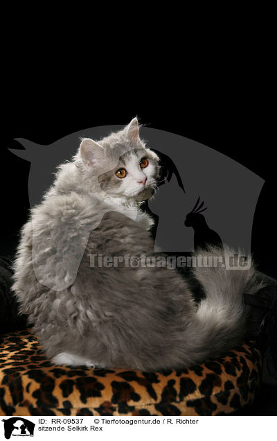 sitzende Selkirk Rex / sitting Selkirk Rex / RR-09537