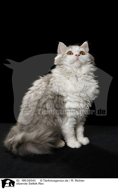 sitzende Selkirk Rex / sitting Selkirk Rex / RR-09540