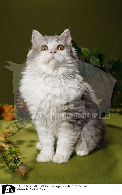 sitzende Selkirk Rex / sitting Selkirk Rex / RR-09559