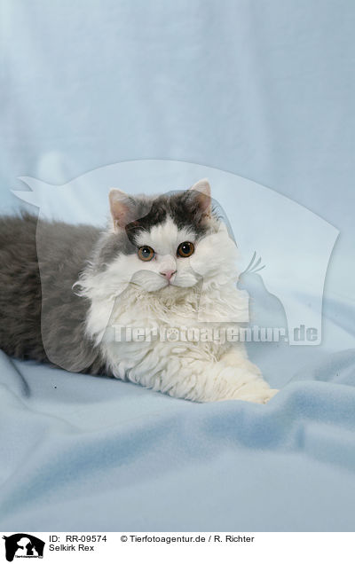 Selkirk Rex / Selkirk Rex / RR-09574