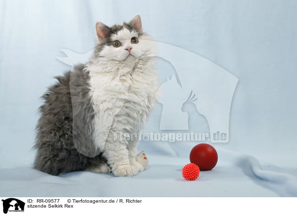 sitzende Selkirk Rex / sitting Selkirk Rex / RR-09577