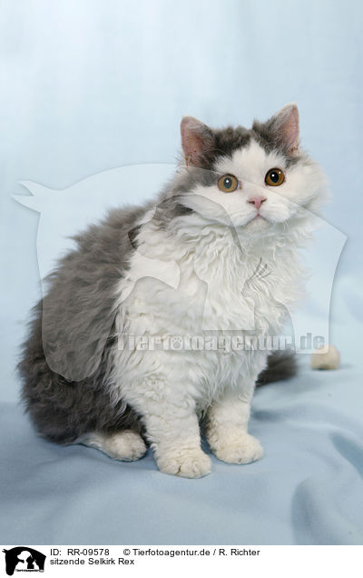 sitzende Selkirk Rex / sitting Selkirk Rex / RR-09578