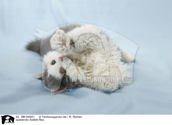 spielende Selkirk Rex / playing Selkirk Rex / RR-09581