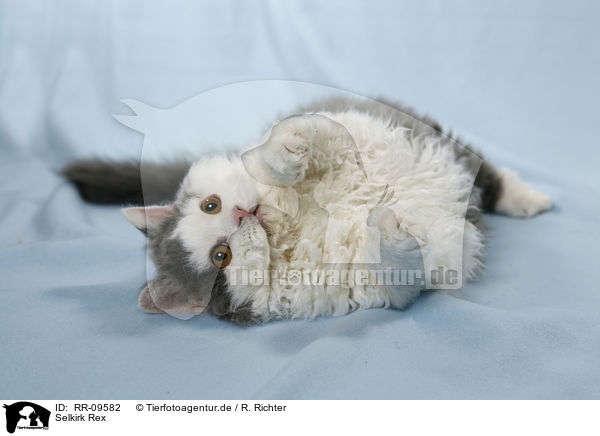 Selkirk Rex / Selkirk Rex / RR-09582