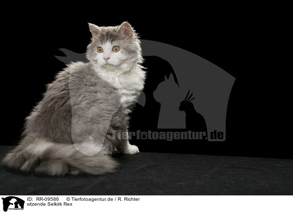 sitzende Selkirk Rex / sitting Selkirk Rex / RR-09586