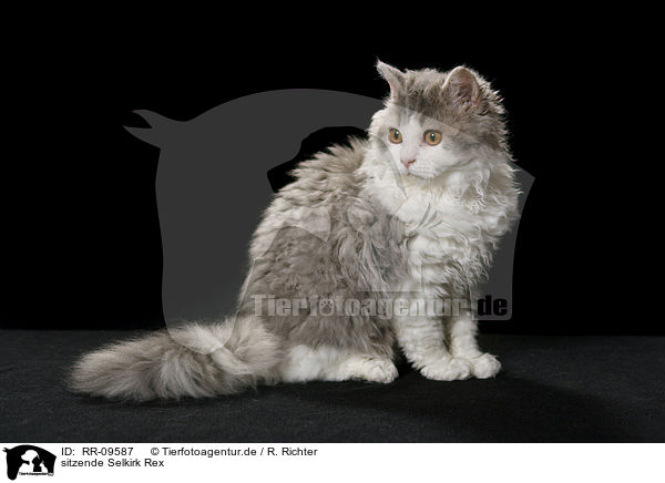 sitzende Selkirk Rex / sitting Selkirk Rex / RR-09587