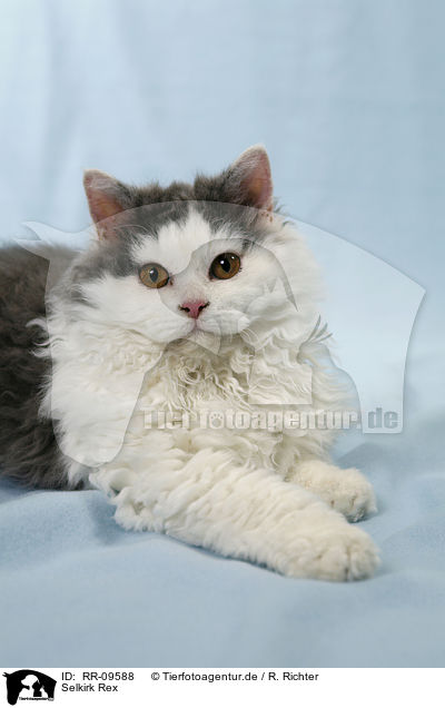 Selkirk Rex / Selkirk Rex / RR-09588