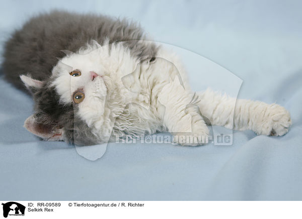 Selkirk Rex / Selkirk Rex / RR-09589