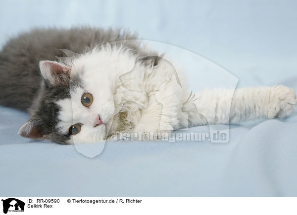 Selkirk Rex / Selkirk Rex / RR-09590