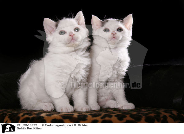 Selkirk Rex Kitten / Selkirk Rex Kitten / RR-13832