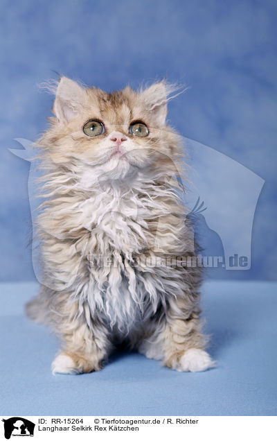 Langhaar Selkirk Rex Ktzchen / Selkirk Rex Kitten / RR-15264