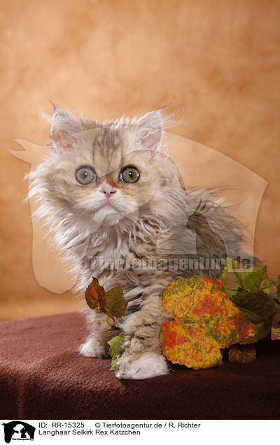 Langhaar Selkirk Rex Ktzchen / Selkirk Rex Kitten / RR-15325