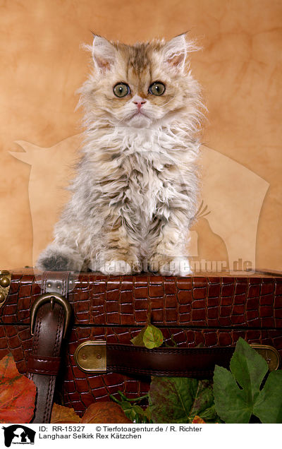 Langhaar Selkirk Rex Ktzchen / Selkirk Rex Kitten / RR-15327