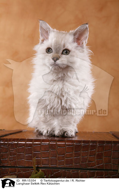 Langhaar Selkirk Rex Ktzchen / Selkirk Rex Kitten / RR-15354