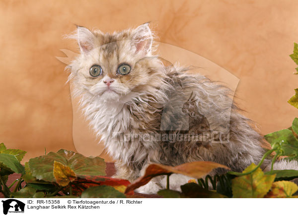 Langhaar Selkirk Rex Ktzchen / Selkirk Rex Kitten / RR-15358