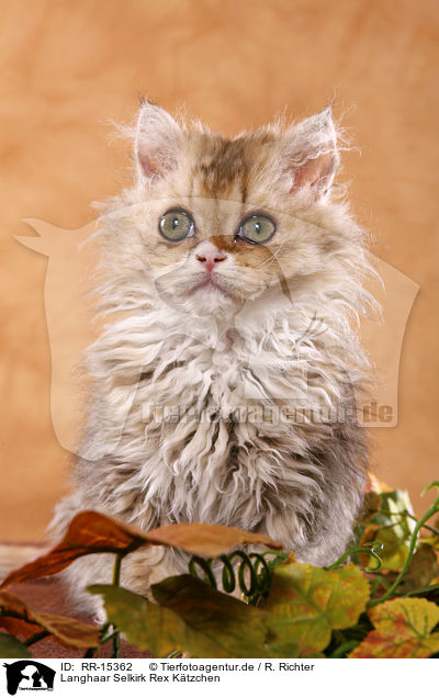 Langhaar Selkirk Rex Ktzchen / Selkirk Rex Kitten / RR-15362