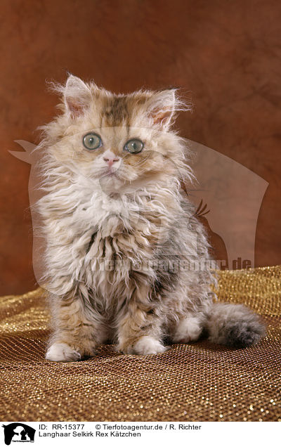 Langhaar Selkirk Rex Ktzchen / Selkirk Rex Kitten / RR-15377