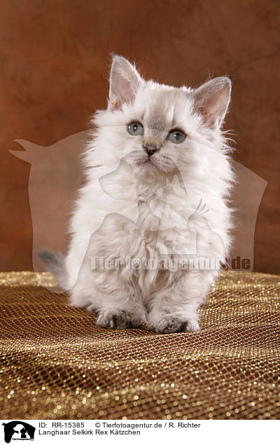 Langhaar Selkirk Rex Ktzchen / Selkirk Rex Kitten / RR-15385