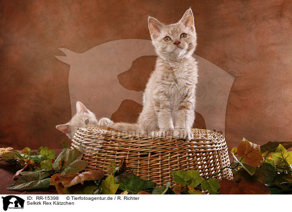 Selkirk Rex Ktzchen / Selkirk Rex Kitten / RR-15398