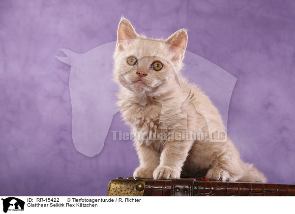 Glatthaar Selkirk Rex Ktzchen / Selkirk Rex Kitten / RR-15422