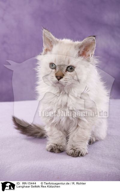 Langhaar Selkirk Rex Ktzchen / Selkirk Rex Kitten / RR-15444