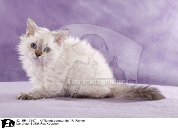 Langhaar Selkirk Rex Ktzchen / Selkirk Rex Kitten / RR-15447