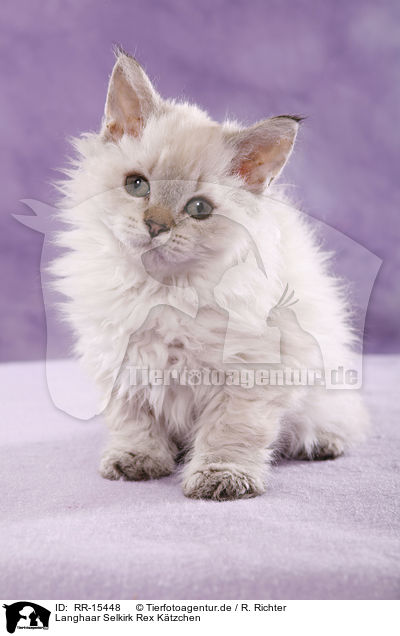 Langhaar Selkirk Rex Ktzchen / Selkirk Rex Kitten / RR-15448