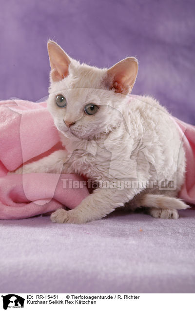 Kurzhaar Selkirk Rex Ktzchen / Selkirk Rex Kitten / RR-15451