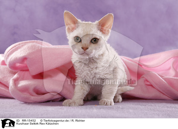 Kurzhaar Selkirk Rex Ktzchen / Selkirk Rex Kitten / RR-15452