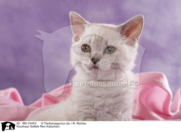 Kurzhaar Selkirk Rex Ktzchen / Selkirk Rex Kitten / RR-15463