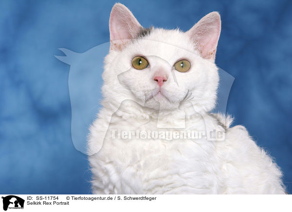 Selkirk Rex Portrait / Selkirk Rex Portrait / SS-11754