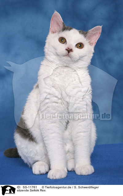 sitzende Selkirk Rex / sitting Selkirk Rex / SS-11761