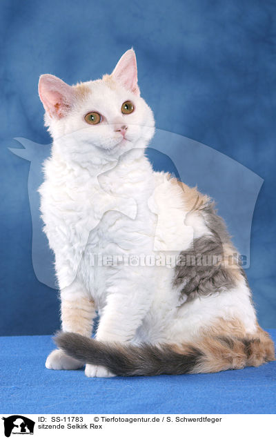 sitzende Selkirk Rex / sitting Selkirk Rex / SS-11783