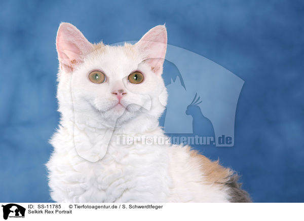 Selkirk Rex Portrait / Selkirk Rex Portrait / SS-11785