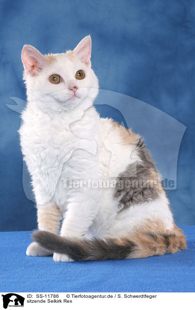 sitzende Selkirk Rex / SS-11786