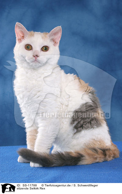 sitzende Selkirk Rex / sitting Selkirk Rex / SS-11788