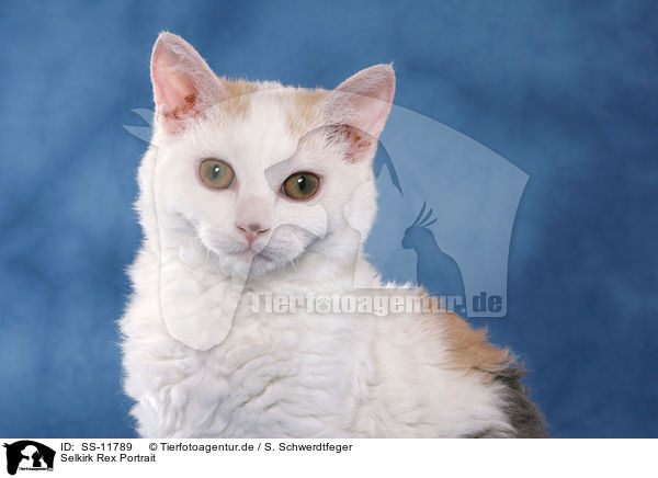 Selkirk Rex Portrait / Selkirk Rex Portrait / SS-11789