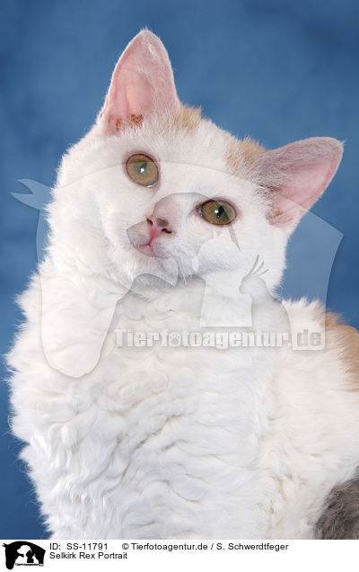 Selkirk Rex Portrait / Selkirk Rex Portrait / SS-11791