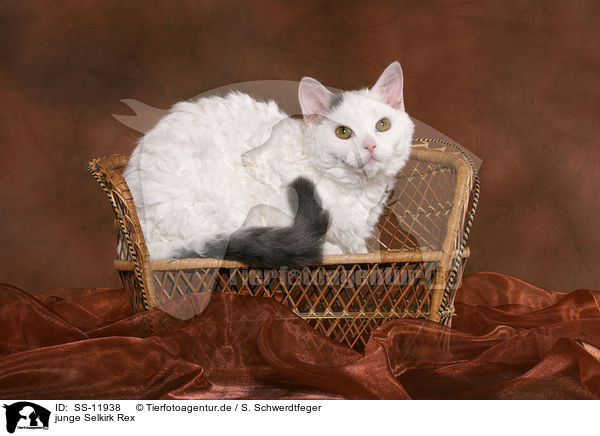 junge Selkirk Rex / young Selkirk Rex / SS-11938