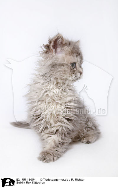 Selkirk Rex Ktzchen / Selkirk Rex Kitten / RR-18654