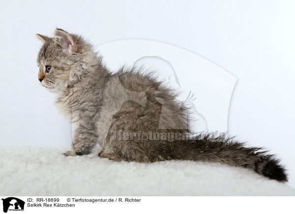 Selkirk Rex Ktzchen / Selkirk Rex Kitten / RR-18699