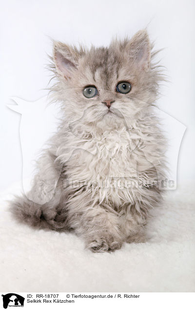 Selkirk Rex Ktzchen / Selkirk Rex Kitten / RR-18707