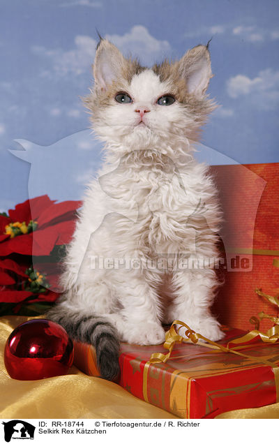 Selkirk Rex Ktzchen / Selkirk Rex Kitten / RR-18744